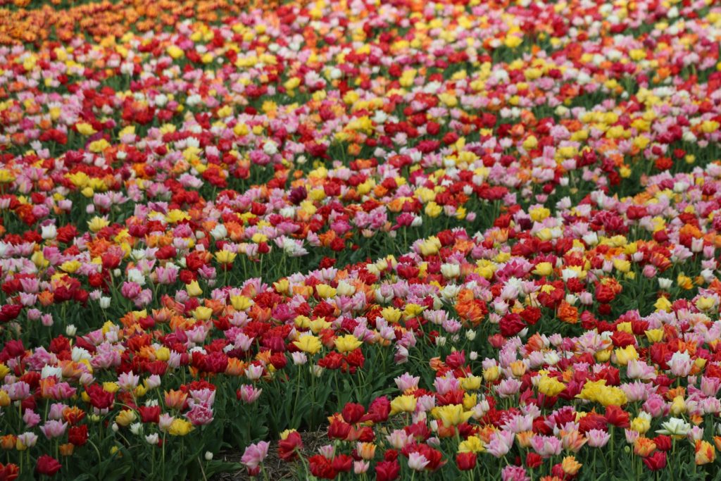 Tulpenfelder Nahe Amsterdam In Holland Tulpenfest Amsterdam