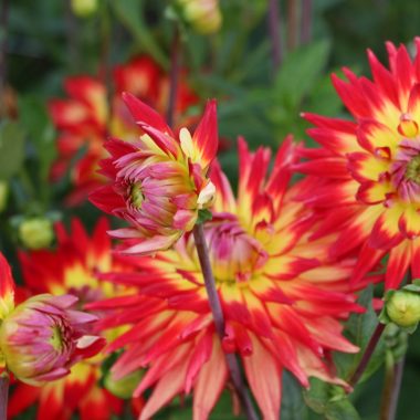 Sommerblumen