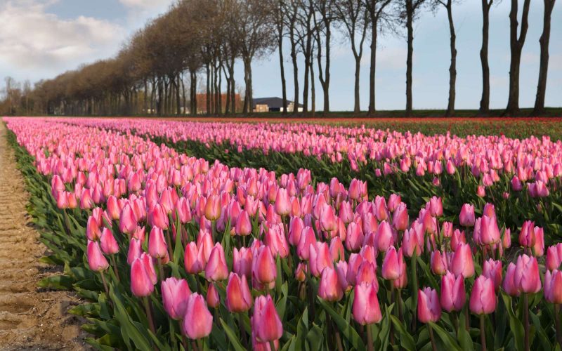 Contact Tulpenfest Amsterdam