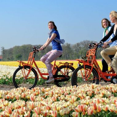 Leihfahrrad bei den Tulpenfeldern von Keukenhof