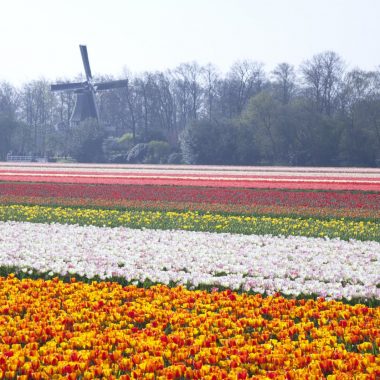 Beste Zeit, um Tulpen in Holland zu sehen
