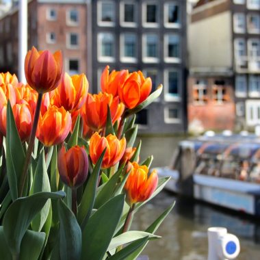 Tulp festival 2022
