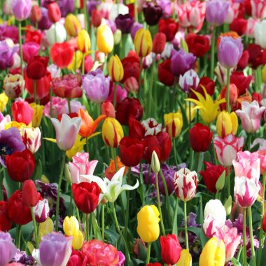 Niederländische Tulpenzwiebeln kaufen