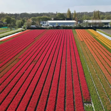 Stehen die Tulpenfelder in voller Blüte?