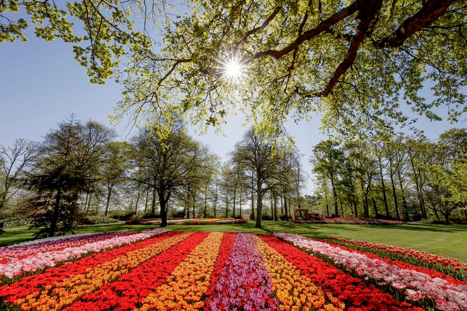 Christi Himmelfahrt unter den Tulpen in Holland