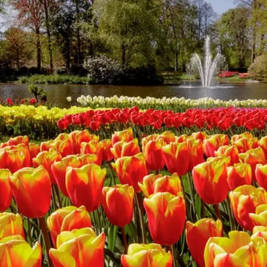 Tulpenfest Shuttle-Bus von Amsterdam