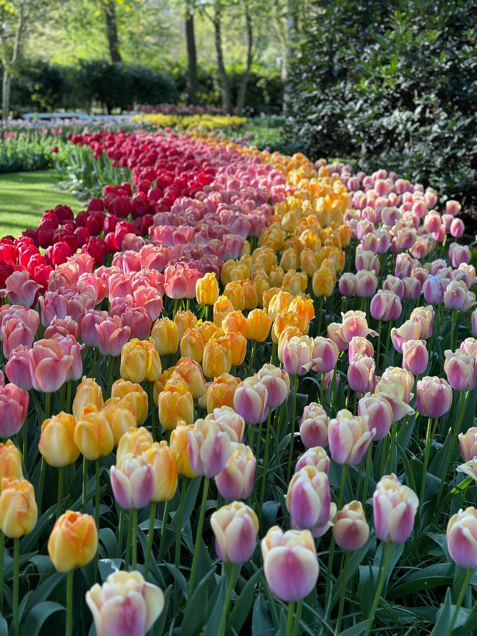 Let's start this new week with a photo of these beautiful, colorful tulips... 🌷

The next Tulip Festival begins in March. 
Plan your trip to the tulips early via the link in our bio.

#tulipfestivalamsterdam #monday #color #colours #colorful #flowers #flowerfields #nature #beautyofnature #naturephotography #flowers #tulips #tulipes #tulpen #tulpenliebe #tulpenblüte