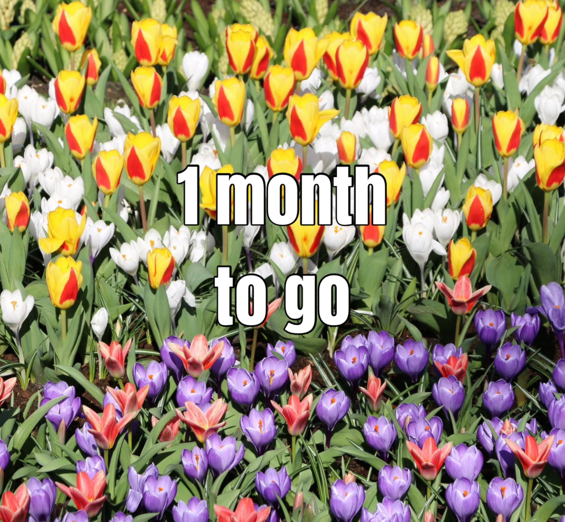 Only one more month until the Tulip Festival begins. We can't wait 🥰

Will you be there this year...? Let us know in the comments!