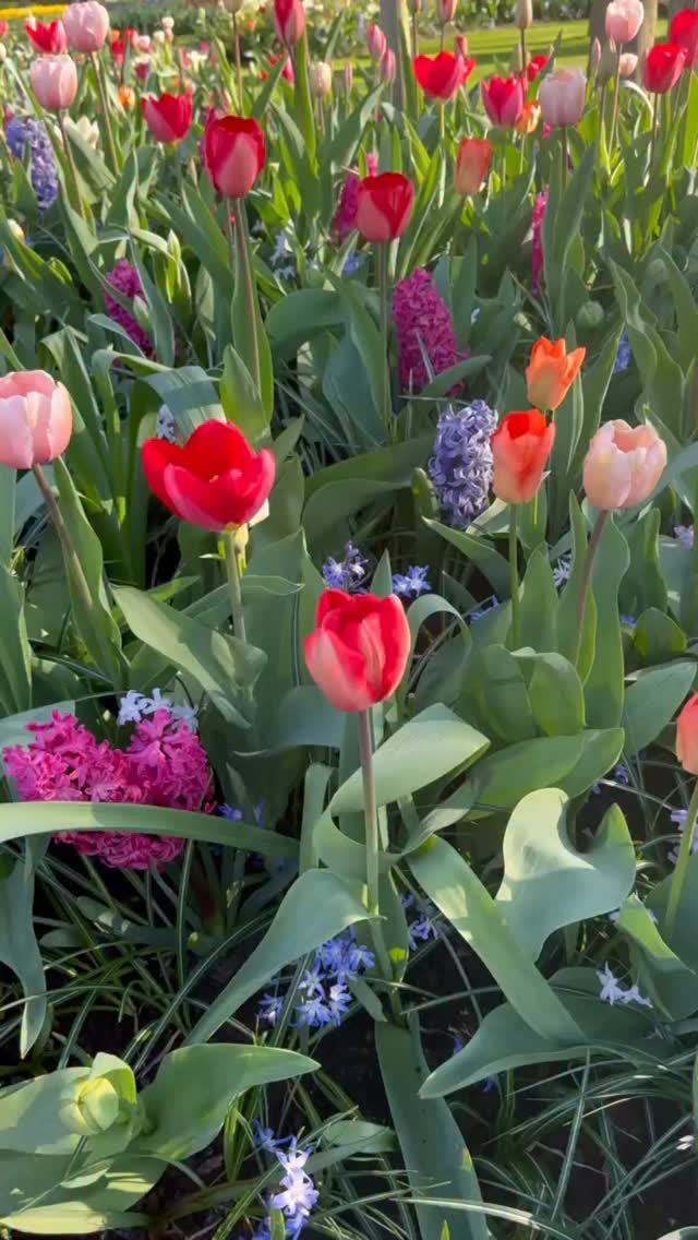 It won’y be long before we can once enjoy again all the floral splendor in Keukenhof Gardens. 👉 get your tickets now (link in bio)🌷