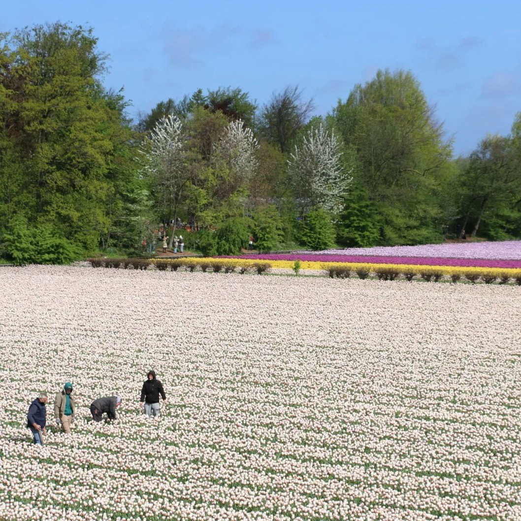 Flower farmers looking for sick tulips in a tulip field next to Keukenhof Gardens...

#tulips #tulipfestival #tulipfestivalamsterdam #flowerfarmers #flowers #flowerfarm #tulipseason #springinholland #lente #fruhjahr