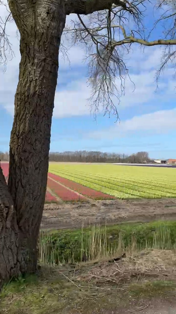 Did you know that from late February/early March, we cycle alongside the fields to let you know how the flowers are doing?

Our free #flowermap shows you what the #flowerfields look like and where they are located. We update the map weekly with recent photos of the #flowers in the fields.

Keep an eye on our Facebook, Instagram, and TikTok pages for more updates!