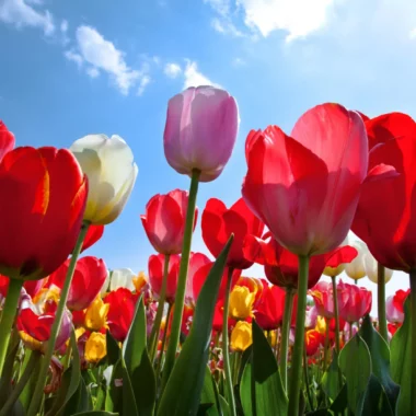 Wann blühen die Tulpen in den Niederlanden?