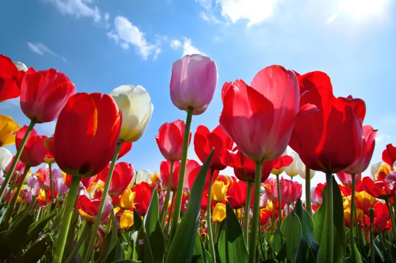 Wann blühen die Tulpen in den Niederlanden?
