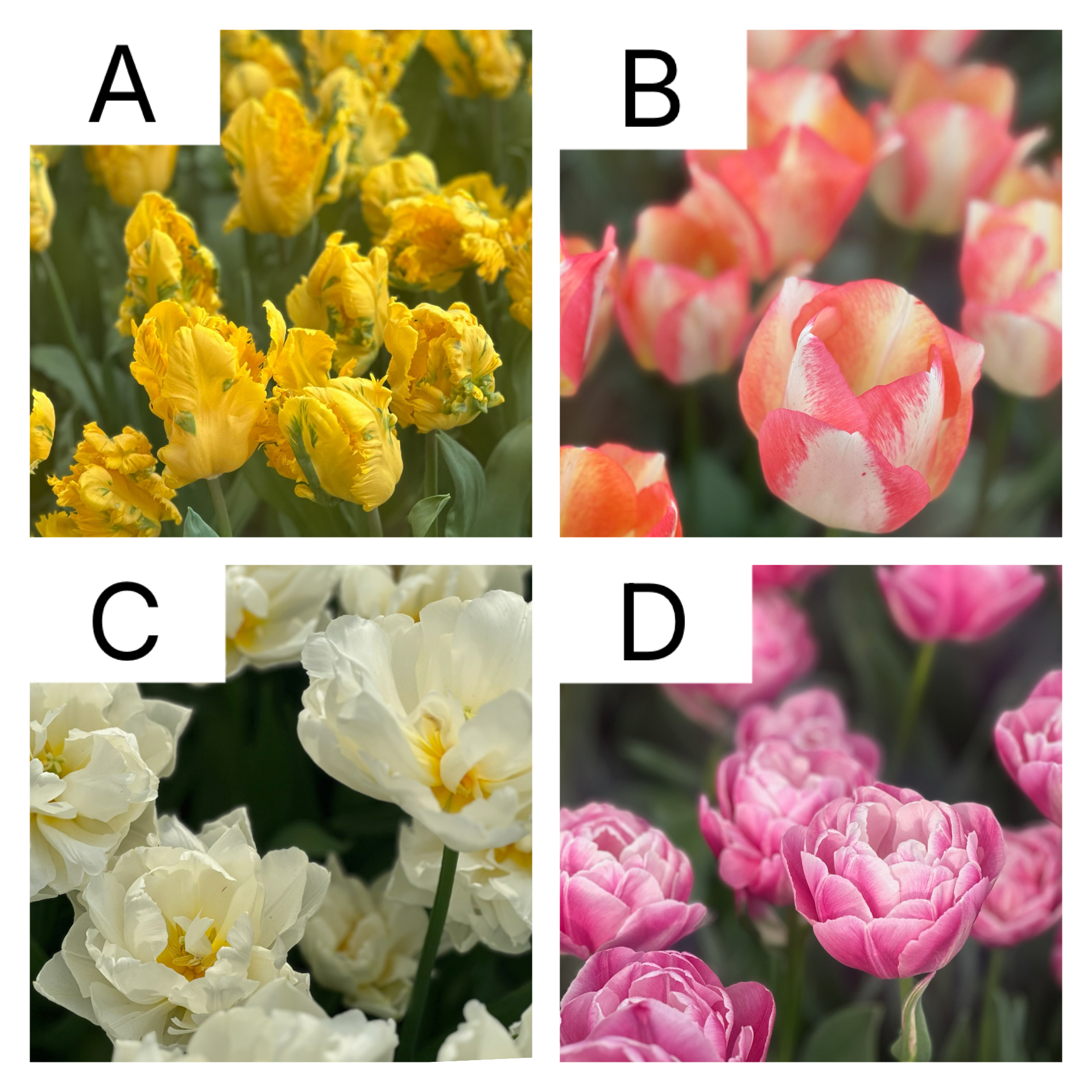 Which tulip is your favorite? 🌷 Let us know in the comments! 👇

#tulipfestivalamsterdam #tulip #tulipanes #tulipes #fleurs #flowers #blossom #tulips #gardening #nature #pictureoftheday