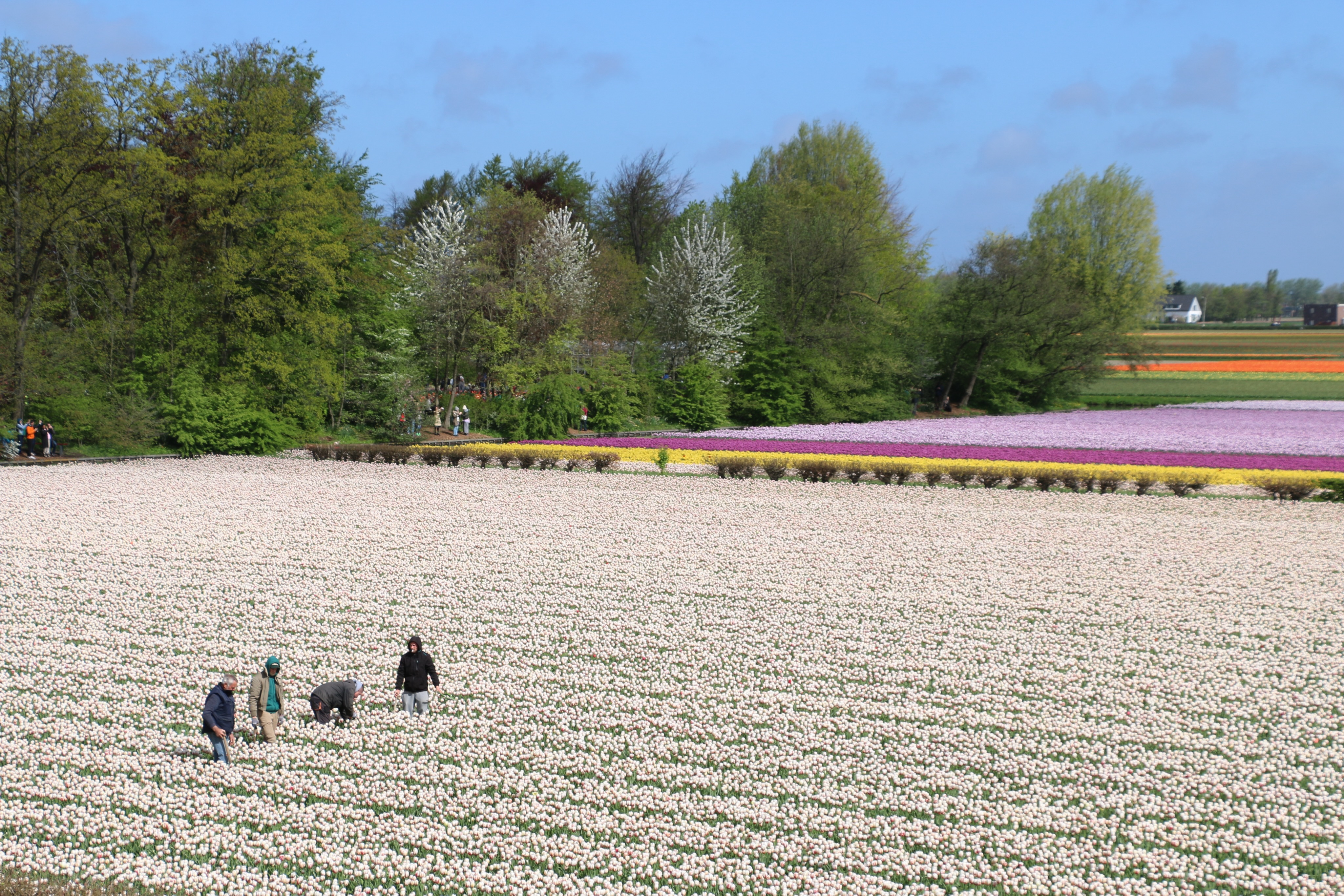 When is tulip season in the Netherlands in 2027? How long does a tulip field stay in bloom? And where to see the best tulip fields...? Read all about it on our website (link in bio 👉). #tulips #tulipseason #bucketlisttravel #travelling #holland
